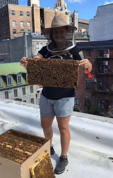 bee hive